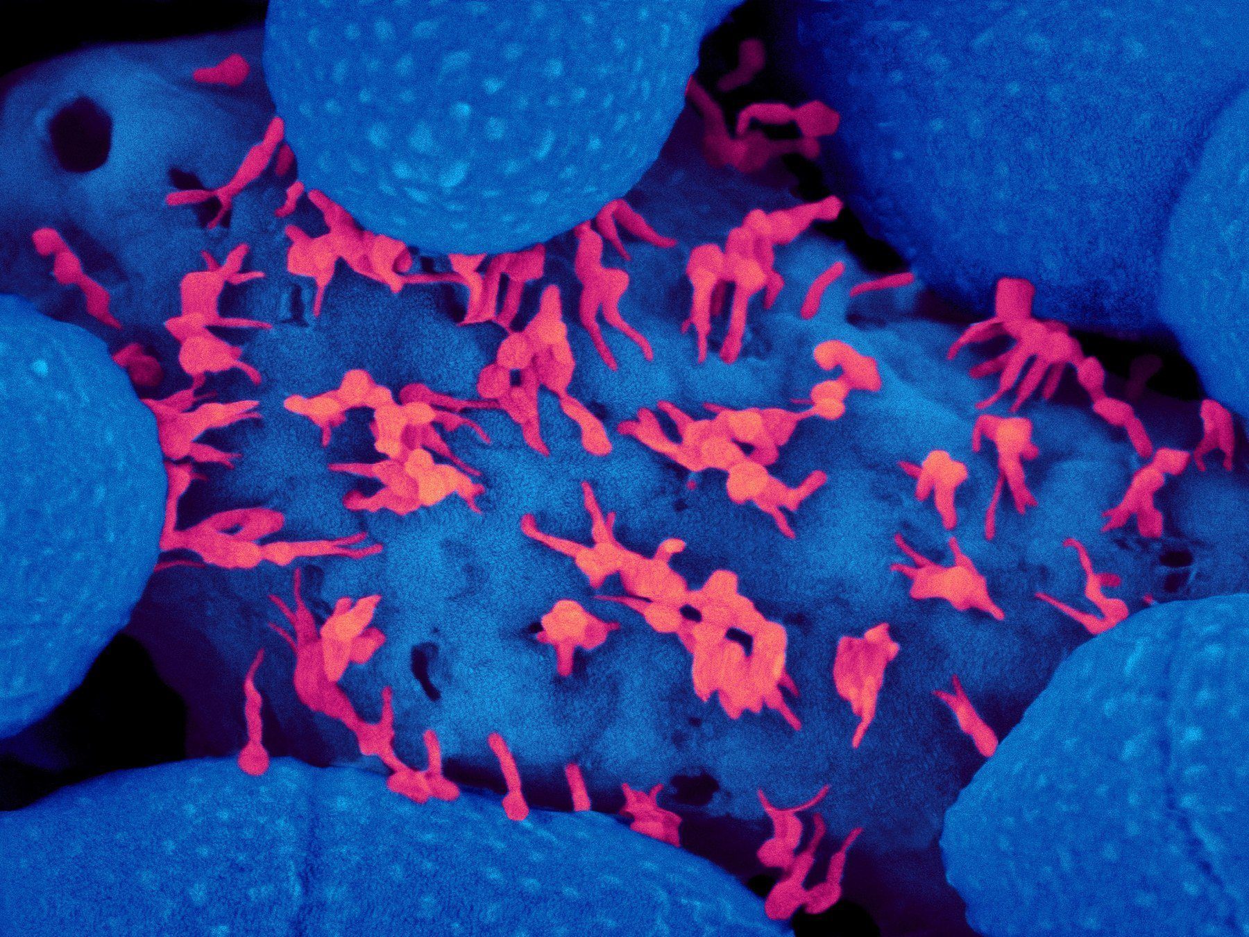 Adaptive Phage Therapeutics Hosts Book Launch Event for ‘The Perfect Predator’